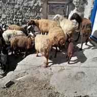 12 عدد گوسفند جوان