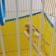 فروش یا معاوضه عروس هلندی