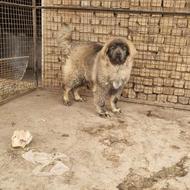 توله قفقازی نر