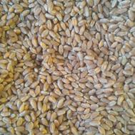 2 تن گندم آبی