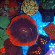 انواع مرجان های خاص و باکیفیت و متنوع