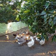 فروش غازمحلی