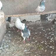 فروش 5 کبوتر