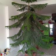 گل طبیعی خانگی فروشی