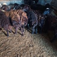 بره ماده افشار