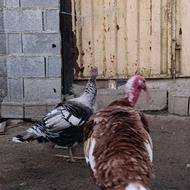 بقلمون بالغ