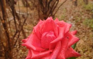 فروش 1500 متر باغ اصفهانک