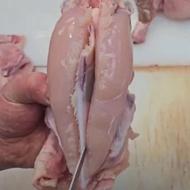 فیله مرغ بصورت عمده ( خرده فروشی نداریم )