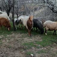 فروش نر تخمی