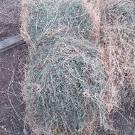 فروشی یونجه چین دو خشک