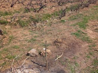 زمین به همراه آب