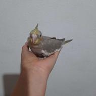 دو عدد جوجه عروس هلندی سرلاکی نزدیک دونخور