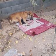 واگذاری سگ سرابی ماده