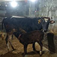 گاو با گوساله