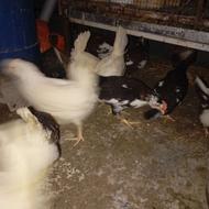 دونه ای 350تومن مفت گلین لری اصل