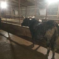 گاو محلی 7 ماه آبستن