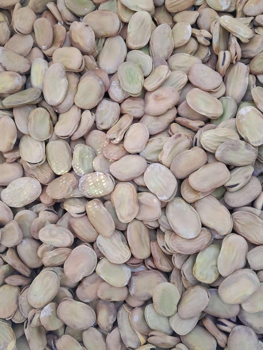 باقالی درجه یک طارم