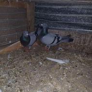 کبوتر مسافتی