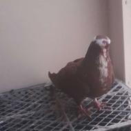 کبوتر عرب قرمز