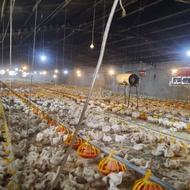 مشاور پرورش مرغ گوشتی و تخم گذار