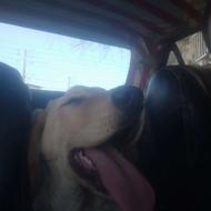 واگذاری سگ شکار اصیل و نگهبان باهوش گلدن