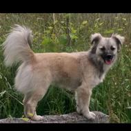 سگ اشپیتز نژاد دار واگذاری