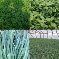 پخش سبزی خوردن دسته ای درجه 1