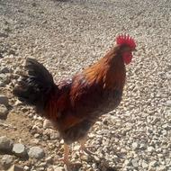 خروس محلی 7 ماهه .