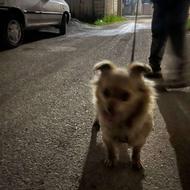 واگذاری سگ فوری