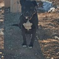 سگ پیت بول نر