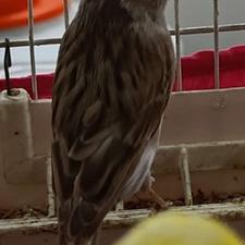 دوعددقناری ماده