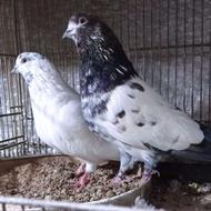 کبوترکفتربازی