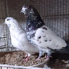 کبوترکفتربازی