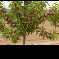 انواع نهال های پیوندی