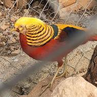 پرندگان زیبا