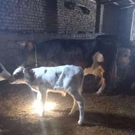 گاو وگوساله