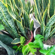 سانسوریا ابلق ریشه پری