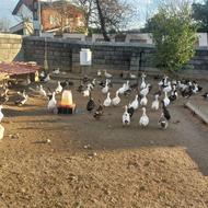 اردک کشتاری