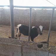 گوساله ماده