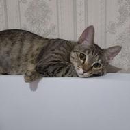 واگذازی نبات خانم 11 ماهه