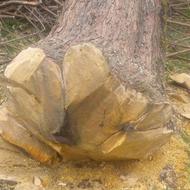 درخت توت فروشی