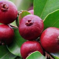 انواع نهال میوه موجود است