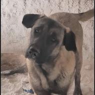 سگ سرابی ماده واگذاری