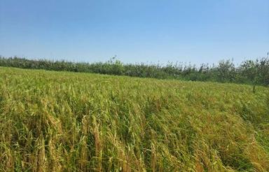 فروش 4000متر شالیزار