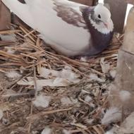 کبوتر فروشی