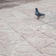 فروش کبوتر پرشی اصیل نسل دار واکسن خورده قدو قواره دار ماده