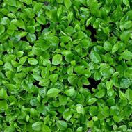 فروش سبزه نارنج