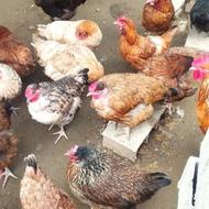 فروش مرغ محلی ارگانیک