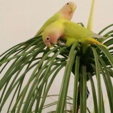 طوطی برزیلی