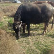 گاومیش آبستن آماده